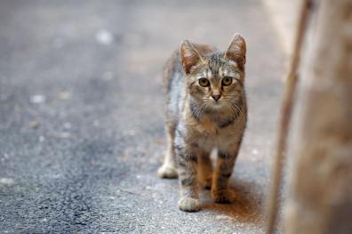 Oft streunen herrenlose Katzen durch Straßen und Gärten.